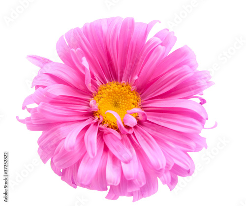Photo: aster aster