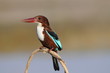 White throated kingfisher (Halcyon smyrnensis)