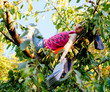 Foto: Mädchem auf dem Baum mit enem Buch Mädchem auf dem Baum mit enem Buch