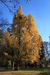 Couleurs d'automne sur Parc Micaud Besançon