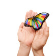 rainbow butterfly