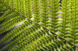 Photo: Fern Abstract Pattern Fern Abstract Pattern