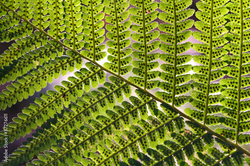 Photo: Fern Abstract Pattern Fern Abstract Pattern