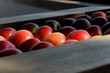 Foto: Pomme au soleil Pomme au soleil