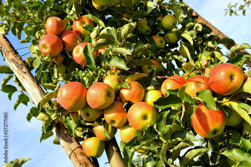 Foto: Pommier Pommier