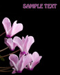 pink cyclamen flower on black