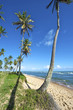 Praia do Forte, Bahia, Brazil Praia do Forte, Bahia, Brazil
