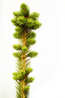 Photo: Spruce tree branch Spruce tree branch