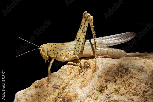 Photo: A locust resting on a sandstone rock, Western Australia. A locust resting on a sandstone rock, Western Australia.