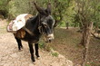 donkey with heavy cargo in olive orchard