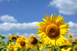 sunflower field
