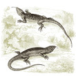 Lizards