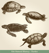 Turtles