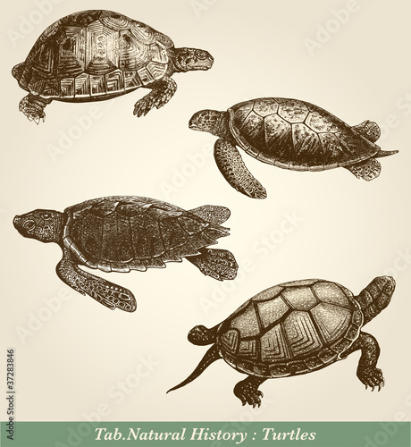 Vector: Turtles Turtles