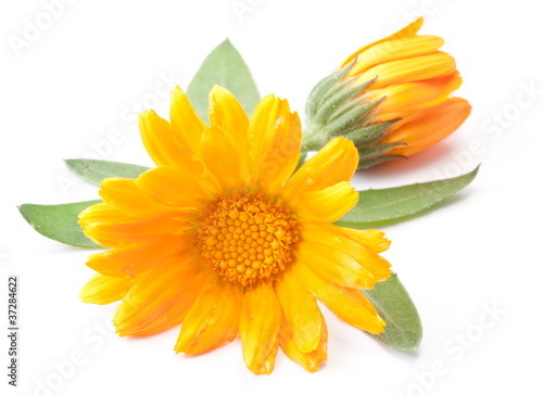 Foto: Caledula flowers. Caledula flowers.