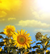 Le tournesol jaune