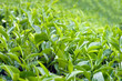 Tea Leaves