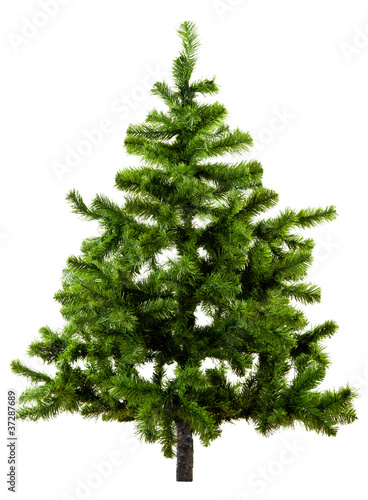 Photo: Christbaum ohne Schmuck auf weiß Christbaum ohne Schmuck auf weiß