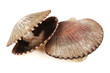 isolated sea shells
