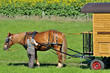 balade en roulotte attelé en campagne