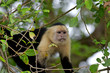 White faced Capuchin