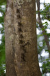 Long nosed bats