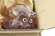 tirelire cochon translucide dans carton