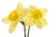 daffodil