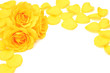 yellow rose