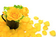 yellow rose