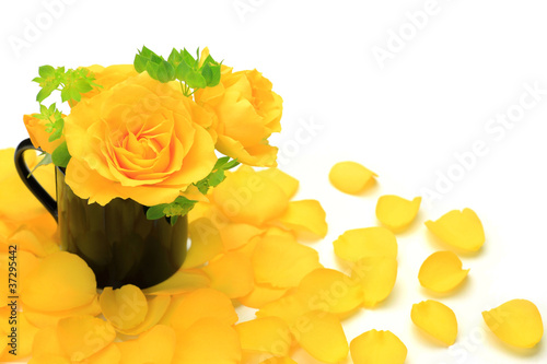 Photo: yellow rose yellow rose