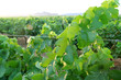 green grapefruit vineyard mediterranean grapes green grapefruit vineyard mediterranean grapes
