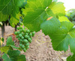 green grapefruit vineyard mediterranean grapes green grapefruit vineyard mediterranean grapes