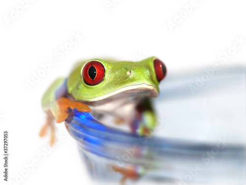 Photo: Rotaugenlaubfrosch 112, Agalychnis callidryas Rotaugenlaubfrosch 112, Agalychnis callidryas