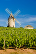 vineyards with windmill near Chénas, Beaujolais,Burgundy, France