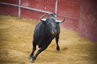Fighting bull picture from Spain. Black bull