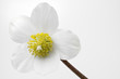Christrose (Helleborus niger)