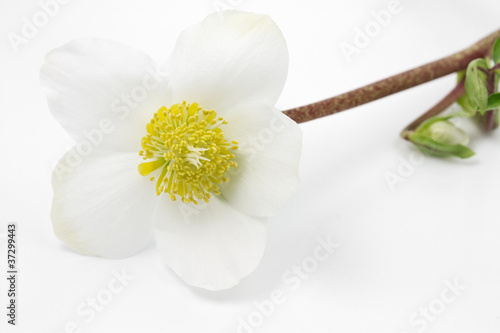 Foto: Christrose (Helleborus niger) Christrose (Helleborus niger)