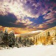 Winter fir-tree forest