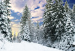 Winter fir-tree forest