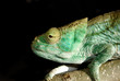 Parson's chameleon