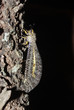 Spotted Ant-lion in South Africa