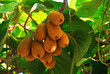 Kiwi fruit on a branch