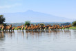 Herd of the antelopes Waterbuck in the water