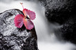 Herbstblatt
