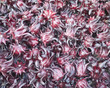 Fresh Roselle