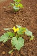 plants de courgettes