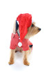 Christmas yorkie Christmas yorkie