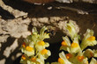 Abeille butinant