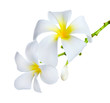 Frangipani Spa Flowers